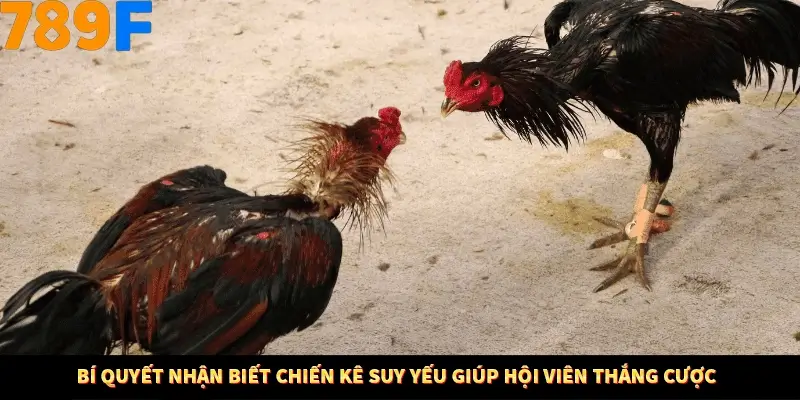 Nổ Hũ Online 789F Có Kiểm Soát Thuật Toán Không 8 Bí quyết nhận biết chiến kê suy yếu giúp hội viên thắng cược