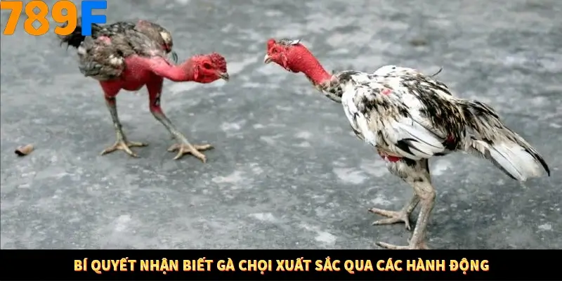 Bí quyết nhận biết gà chọi xuất sắc qua các hành động