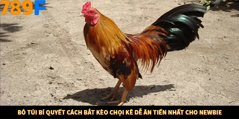 Bỏ túi bí quyết cách bắt kèo chọi kê dễ ăn tiền nhất cho newbie