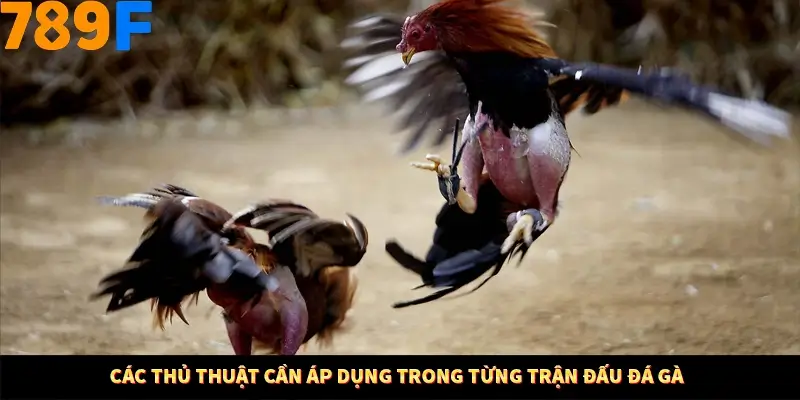 Các kỹ thuật cần áp dụng trong từng trận đấu đá gà