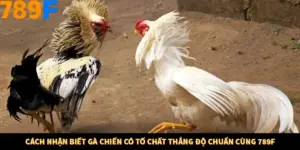 Cách Nhận Biết Gà Chiến Có Tố Chất Thắng Độ Chuẩn Cùng 789F