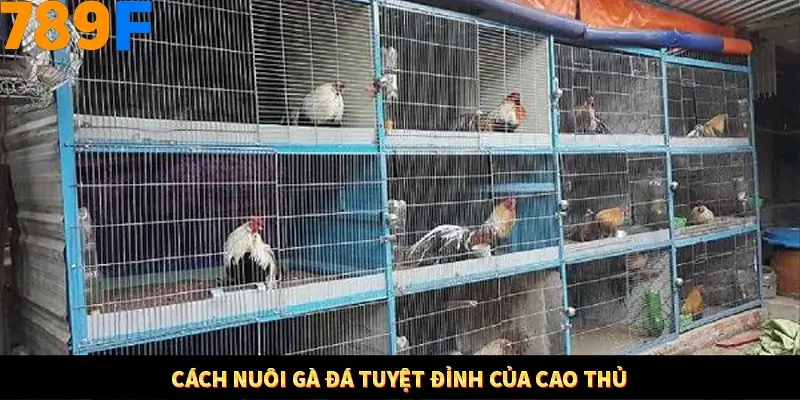 Cách nuôi gà đá tuyệt đỉnh của cao thủ
