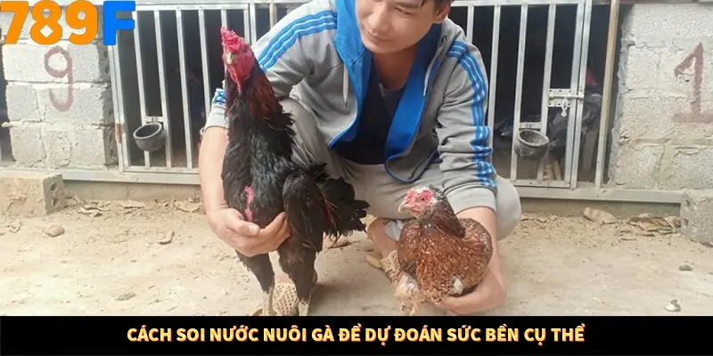 Cách soi nước nuôi gà để dự đoán sức bền cụ thể