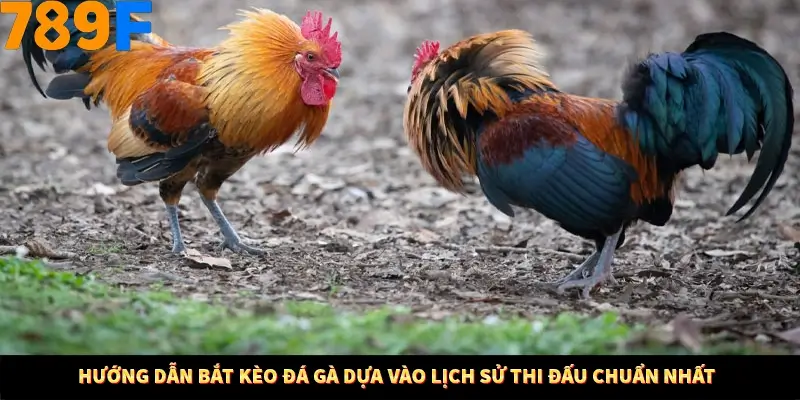 Hướng dẫn bắt kèo đá gà dựa vào lịch sử thi đấu chuẩn nhất