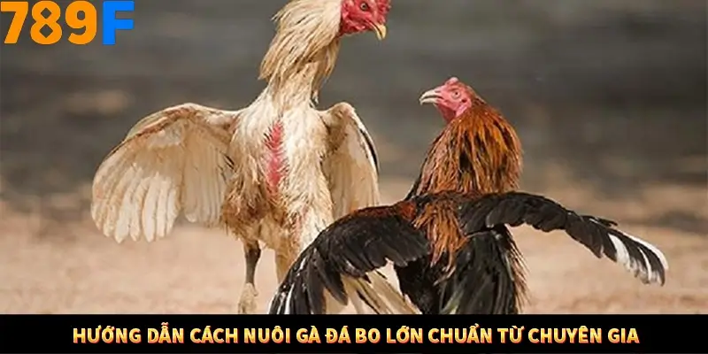 Hướng dẫn cách nuôi gà đá bo lớn chuẩn từ chuyên gia