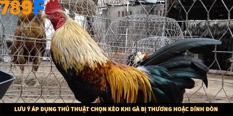 Lưu ý áp dụng thủ thuật chọn kèo khi gà bị thương hoặc dính đòn