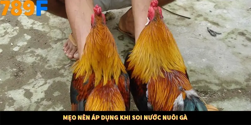 Mẹo nên áp dụng khi soi nước nuôi gà