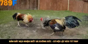 Nắm Bắt Mẹo Nhận Biết Gà Xuống Sức - Cơ Hội Lật Kèo Từ 789F