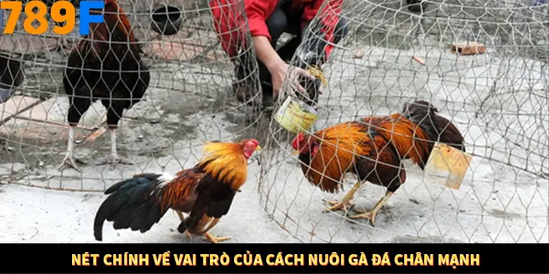 Nét chính về vai trò của cách nuôi gà đá chân mạnh