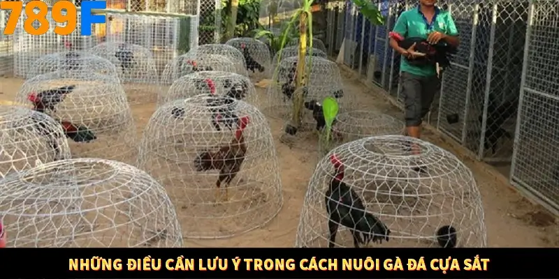 Những điều cần lưu ý trong cách nuôi gà đá cựa sắt