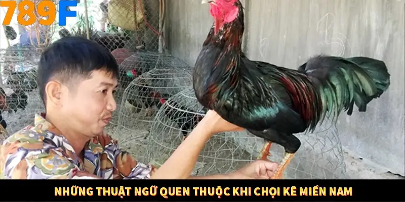 Bí Quyết Xếp Bài Phỏm Thành Dây Dài Tăng Tỷ Lệ Thắng Ở 789F 8 Những thuật ngữ quen thuộc khi chọi kê miền Nam