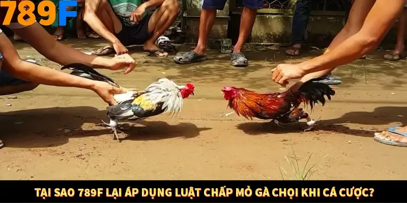 Tại sao 789F lại áp dụng luật chấp mỏ gà chọi khi cá cược?