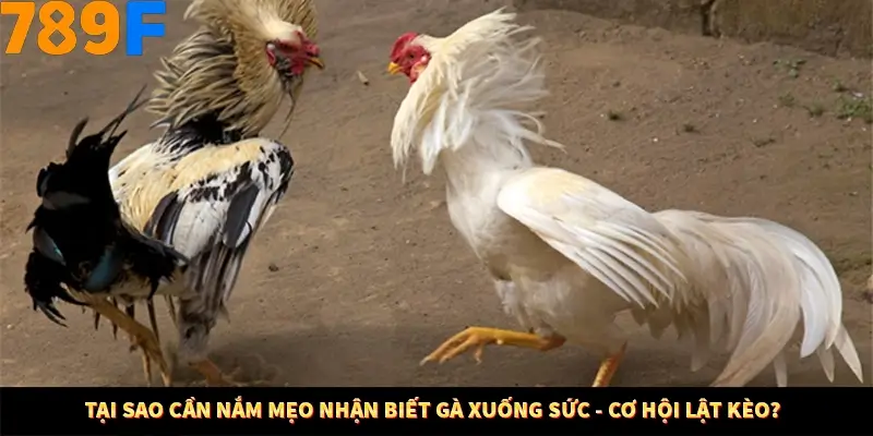 Nổ Hũ Online 789F Có Kiểm Soát Thuật Toán Không 7 Tại sao cần nắm mẹo nhận biết gà xuống sức - cơ hội lật kèo?