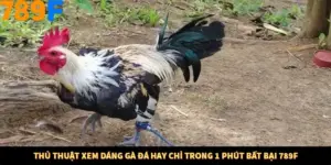 Thủ Thuật Xem Dáng Gà Đá Hay Chỉ Trong 1 Phút Bất Bại 789F