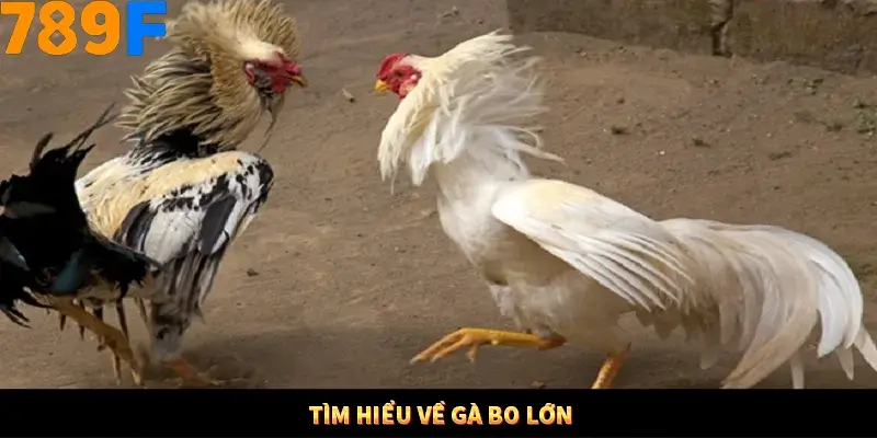 Tìm hiểu về gà bo lớn