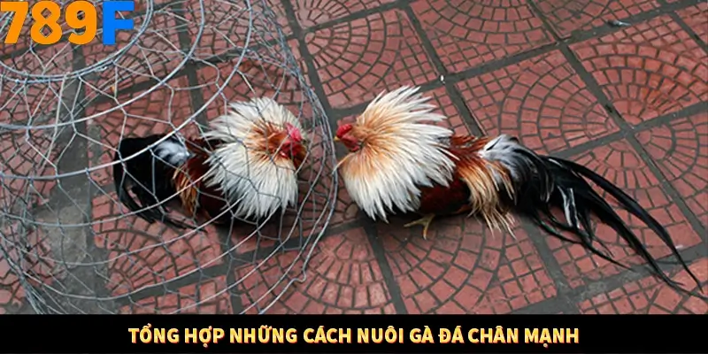 Tổng hợp những cách nuôi gà đá chân mạnh 