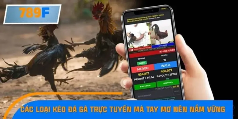 Hiểu rõ từng dòng gà trước khi đặt cược Hiểu rõ từng dòng gà trước khi đặt cược