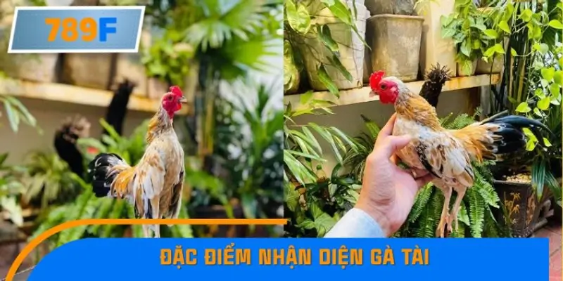 Bí Quyết Xếp Bài Phỏm Thành Dây Dài Tăng Tỷ Lệ Thắng Ở 789F 8 Đặc điểm nhận diện gà tài: Sức bền, kỹ thuật và phong độ