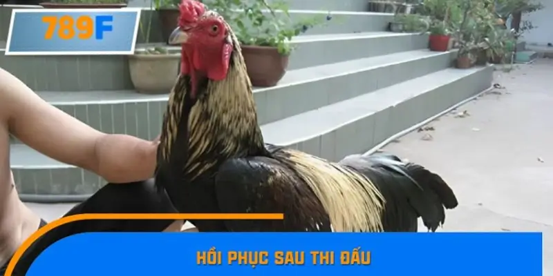 Hồi phục sau thi đấu Hồi phục sau thi đấu