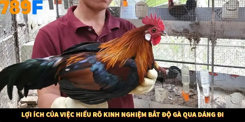 Lợi ích của việc hiểu rõ kinh nghiệm bắt độ gà qua dáng đi Lợi ích của việc hiểu rõ kinh nghiệm bắt độ gà qua dáng đi