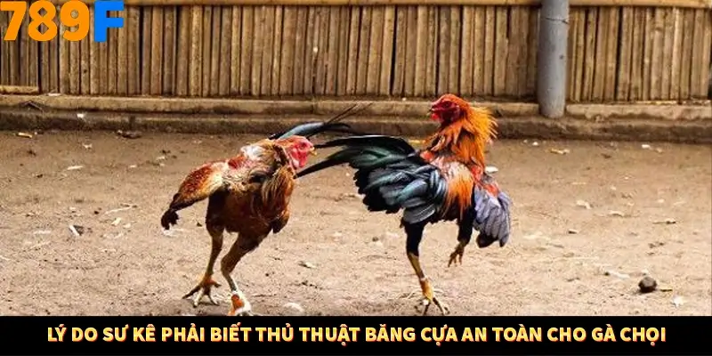 Lý do sư kê phải biết thủ thuật băng cựa an toàn cho gà chọi Lý do sư kê phải biết thủ thuật băng cựa an toàn cho gà chọi