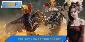 Mẹo Tập Luyện Gà Đá Tăng Sức Bật, Ra Đòn Hiểm Thành Công