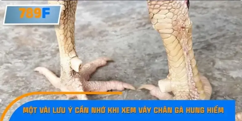 Một vài lưu ý cần nhớ khi xem vảy chân gà hung hiểm để chọn chiến kê Một vài lưu ý cần nhớ khi xem vảy chân gà hung hiểm để chọn chiến kê