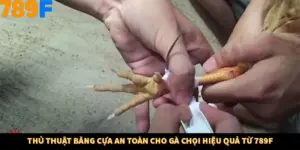Thủ Thuật Băng Cựa An Toàn Cho Gà Chọi Hiệu Quả Từ 789F