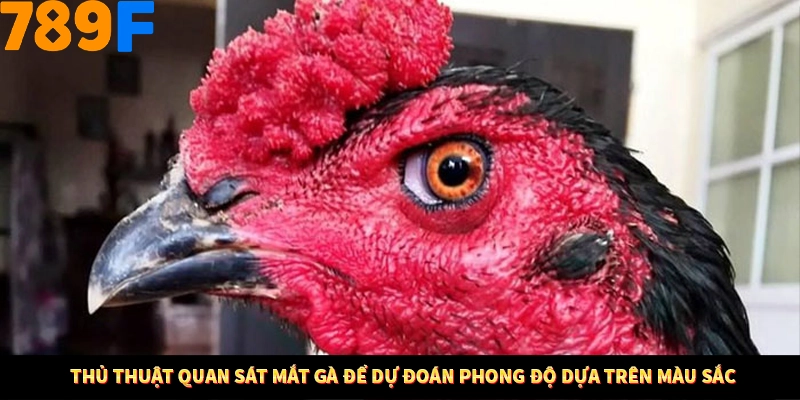 Thủ thuật quan sát mắt gà để dự đoán phong độ dựa trên màu sắc