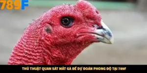 Thủ Thuật Quan Sát Mắt Gà Để Dự Đoán Phong Độ Tại 789F