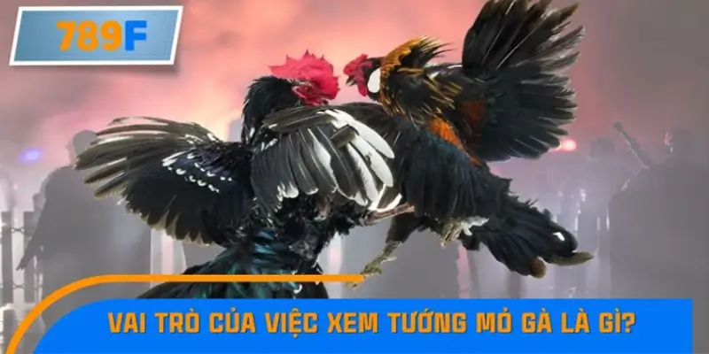 Vai trò của việc xem tướng mỏ gà khi chọn chiến kê Vai trò của việc xem tướng mỏ gà khi chọn chiến kê